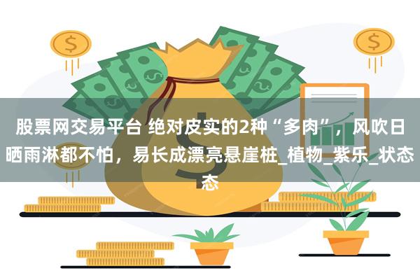 股票网交易平台 绝对皮实的2种“多肉”，风吹日晒雨淋都不怕，易长成漂亮悬崖桩_植物_紫乐_状态